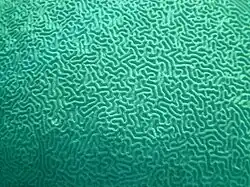 Closeup of Diploria strigosa, Snapper Ledge, Florida Keys