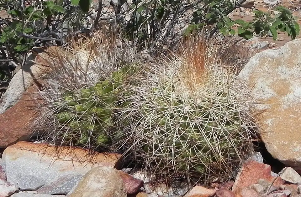 Pilosocereus zehntneri ssp. boomianus growing in Bahia, Brasil habitat