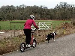 A woman on the Diggler scooter being pulled by a dog, dry land mushing, 2009