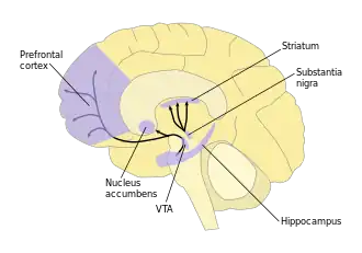 A labelled line drawing of dopamine pathways superimposed on a drawing of the human brain.