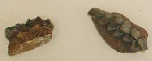 Dorcatherium minus jaw fragments, Natural History Museum, London