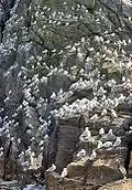 Kittiwakes on a bird cliff at the island of Runde.