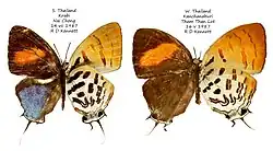 Drupadia ravindra boisduvalii