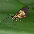 Drymoea chrysomela, Costa Rica