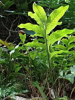 Several tightly-clustered large pinnatifid fern leaves, with brown dots underneath