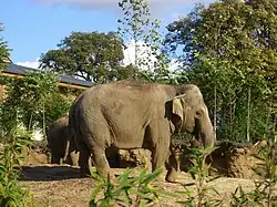 Elephant habitat