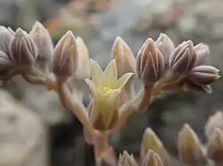 Detail of the flowers and inflorescence in bloom