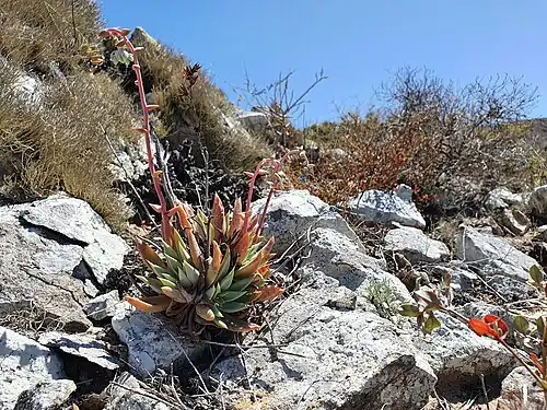 Dudleya albiflora