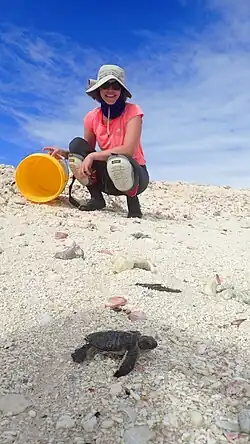 woman in a pink shirt standing behind a baby turtle on sand