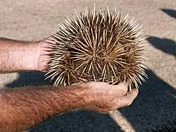 Short-beaked echidna (Tachyglossus aculeatus) curling into a ball.