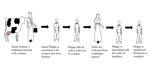 The steps taken by Edward Jenner to create vaccination, the first vaccine for smallpox. Jenner did this by inoculating James Phipps with cowpox, a virus similar to smallpox, to create immunity, unlike variolation, which used smallpox to create an immunity to itself.