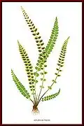 Asplenium viride