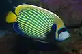 Adult Emperor angelfish,2012