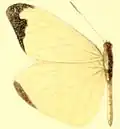 E. l. marion male