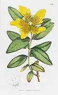 Long-flowered St.Johns-wort. Plate 2017. Vol 29 (1st. Ed. 1807)