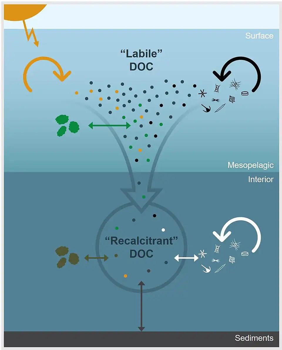 Environmental processes controlling the apparent recalcitrance of oceanic DOC The dots represent DOC molecules and arrows represent physicochemical and biological processes that impact DOC concentration and molecular composition. In the surface ocean, DOC derived from primary production is rapidly remineralized or transformed through microbial degradation (black arrow), photochemical degradation (yellow arrow), or particle exchange (green arrow). Labile components are removed down the water column and DOC becomes diluted by processes, such as particle exchange (brown arrow), sediment dissolution (gray arrow), and microbial reworking (white arrow), which continue to alter, add, and/or remove molecules from the bulk DOC pool. Thus, the apparent recalcitrance of DOC in the ocean's interior is an emergent property that is largely controlled by environmental context.[78]