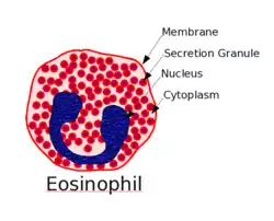 Drawing of an eosinophil white blood cell. Created with OpenOffice draw program by Jim Thomas on 24 January, 2006.