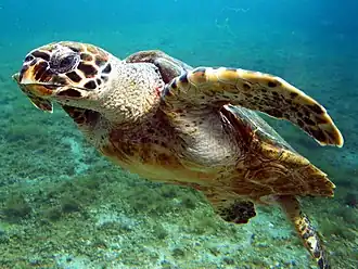 A hawksbill sea turtle