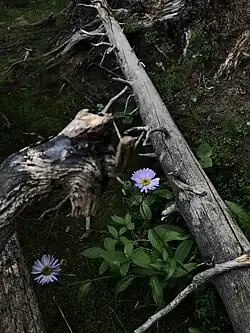 A photo of two purple flowers sprouting between two fallen tree limbs.