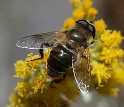 Eristalis tenax male
