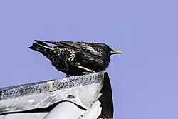 Common starling, Sysne, Gotland
