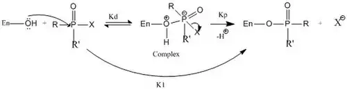 In this figure ChE is represented by En-OH, in which the OH is the hydroxygroup from the serine residue. R and R′ represent the different groups that can be attached to the phosphorus and X is the leaving group. Kd is the dissociation constant between the enzyme-inhibitor complex and reactants, kp is the phosphorylation constant and ki is the bimolecular rate constant for inhibition