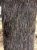 trunk bark