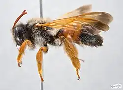 Female specimen of Euherbstia excellens