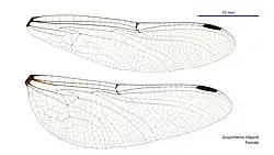 Female wings