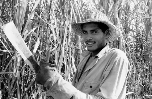 A sugar cane cutter in Cuba during zafra