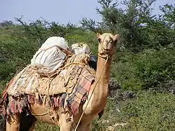 A leashed pack camel