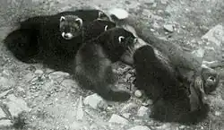 First-generation, eight-week-old polecat–ferret hybrids