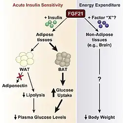 FGF21 regulation diagram