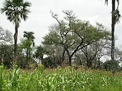 Image 44Maize grown under Faidherbia albida and Borassus akeassii near Banfora, Burkina Faso (from Agroforestry)