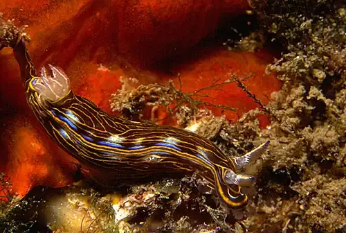 Felimare villafranca