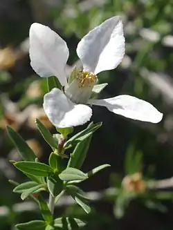 Single flower with four white petals at the end of a thin branch with smaller, opposite green leaves