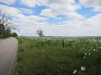 Wildflowers on Winner-Foster Road south of Fulshear