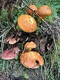 Fungi (Bolete and Tricholomopsis) growing out of old tree stump in a garden at Sharptor