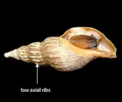 Fusivoluta pyrrhostoma shell
