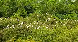 Birds on the trees at Gudavi lake