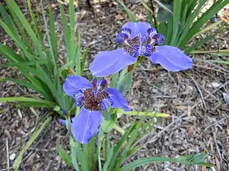 T. coerulea (syn. Neomarica coerulea)