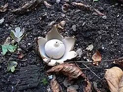 A whitish spherical sac with a small pointy "beak" on top. The sac is resting on six smooth-surfaced fleshy rays. On the ground are dirt, pieces of decaying wood, small stones, and leaves.
