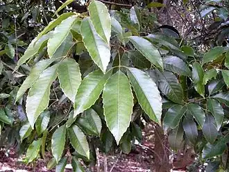 Karrabina benthamiana foliage