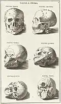 Skulls