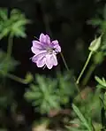 Flower of Geranium columbinum