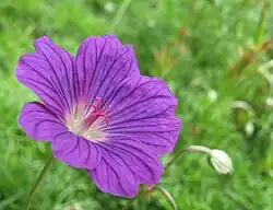 This Geranium incanum flower has shed its stamens, and deployed the tips of its pistil without accepting pollen from its own anthers. (It might of course still receive pollen from younger flowers on the same plant.)