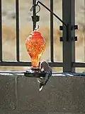 Male on hummingbird feeder, North Phoenix, AZ