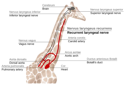 Sketch of the path of the recurrent laryngeal nerve in giraffe