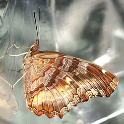 Captive-raised E. d. angulata