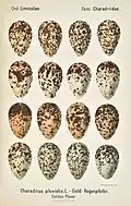 Plate from Oologia universalis palaearctica showing eggs of golden plover